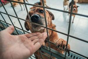 Dog Adoption Tips