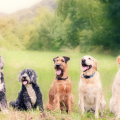 The Mental Health Benefits of Owning a Dog: How Your Furry Friend Can Boost Your Well-being
