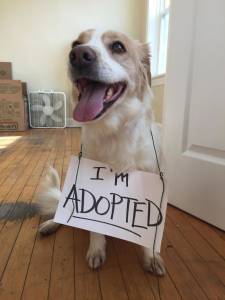 Dog Adoption Tips
