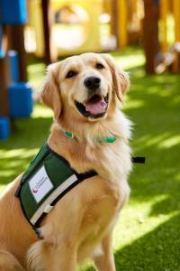 Dog Adoption Stories