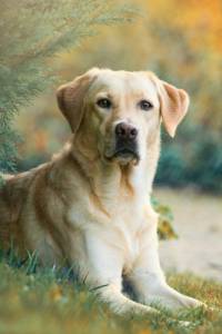 Dog Adoption Stories