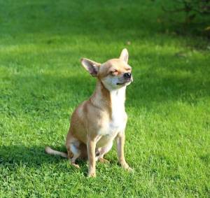 Dog Adoption Stories