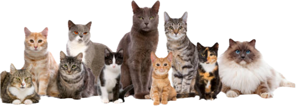 Professional Cat Grooming at Your Doorstep