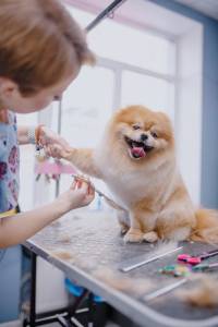professional grooming