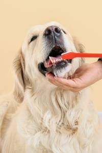 pet dental health