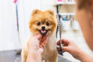 Tips for Grooming Puppies