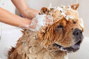 The Best Shampoos and Conditioners for Pets with Sensitive Skin