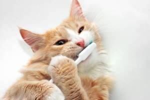 pet dental health