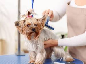 dog haircut