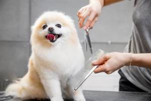 dog haircut