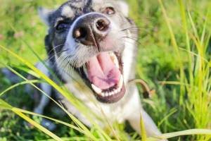 pet allergies