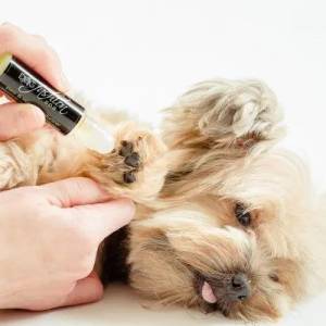 Tips for Keeping Your Pet’s Coat Healthy Between Grooming Sessions