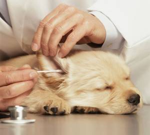Tips for Grooming Puppies