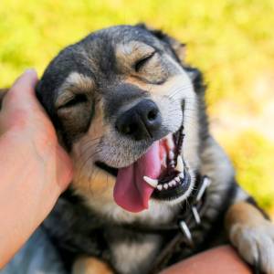 pet allergies