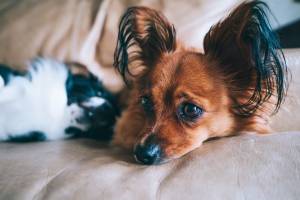 pet anxiety