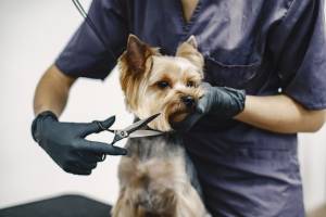 professional grooming