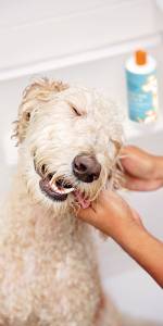 The Best Shampoos and Conditioners for Pets with Sensitive Skin