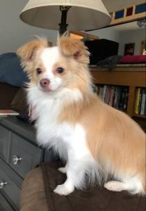 Chihuahuas as City Dogs