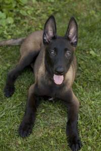 Grooming Needs for Short Coats