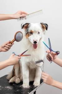 Familiarizing Your Pet with Grooming Tools