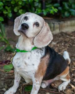 Your Senior Dog
