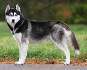 Role as Sled Dogs in Alaska