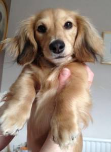 Long-Haired Breeds