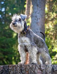 Distinctive Bearded Appearance