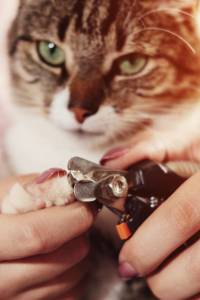 Keeps Claws at a Comfortable Length