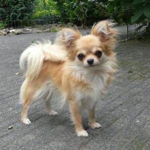 Coat Types and Grooming Needs