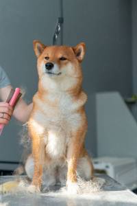 Shedding Season