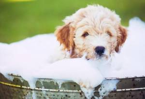 Grooming Mistakes Pet Owners Make
