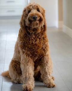 Different Coat Types and Grooming Needs