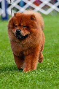 Double-Coated Breeds