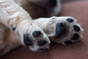 Grooming Mistakes Pet Owners Make