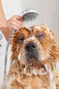 Bathing and Conditioning