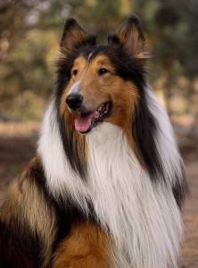 Long-Haired Breeds
