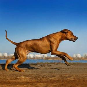 Active Dogs