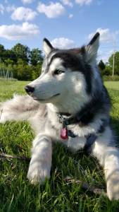 Double-Coated Breeds