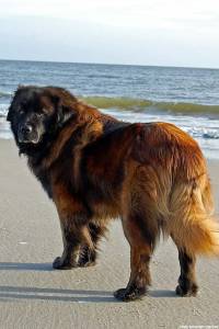 Long-Haired Breeds