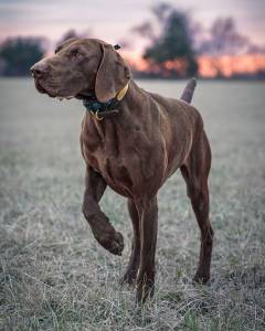 Short-Haired Dogs
