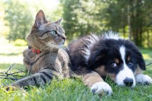 Multi-Pet Households