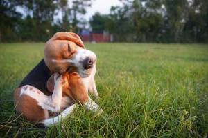 How to Protect Against Fleas