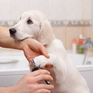 dog nail trimming