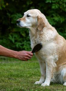 How to Keep Your Pet’s Coat Shiny