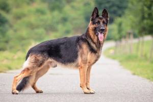 Working Dog Heritage