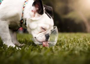 How to Keep Your Pet’s Coat Shiny