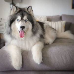 Transition to Companion Animals