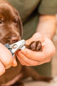 dog nail trimming