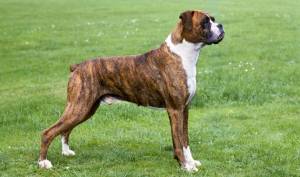 Origins in Germany as Working Dogs